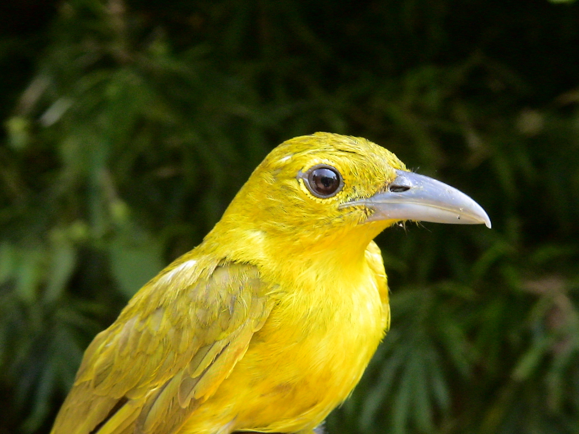 Northern Sierra Madre Natural Park